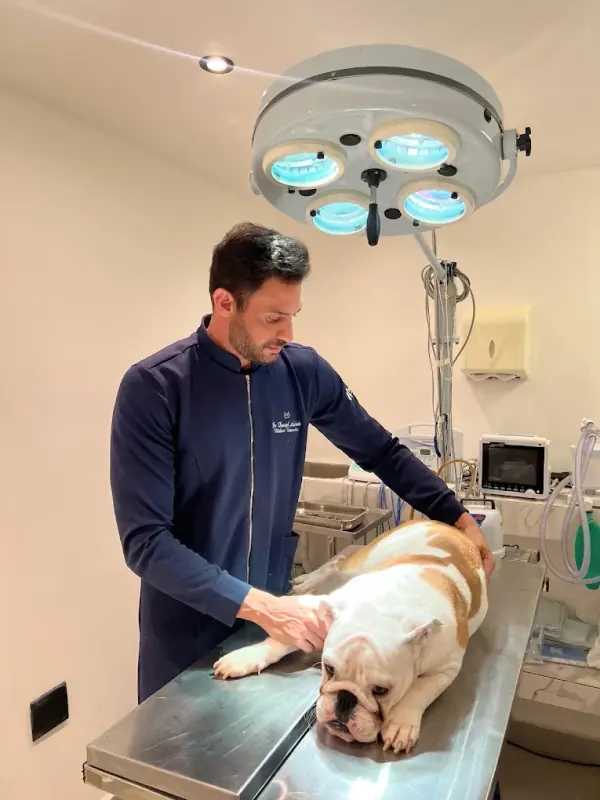 Veterinário da Prime Vet examinando um buldogue