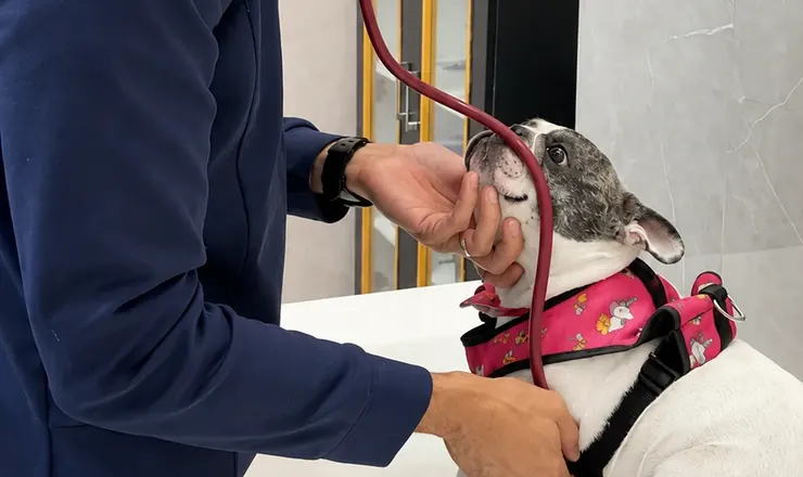 Veterinário da Prime Vet auscultando um cão
